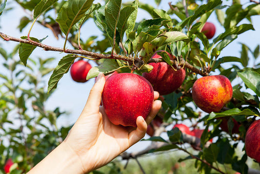 Äpfel: 9 Fakten, die du nicht gewusst hast!